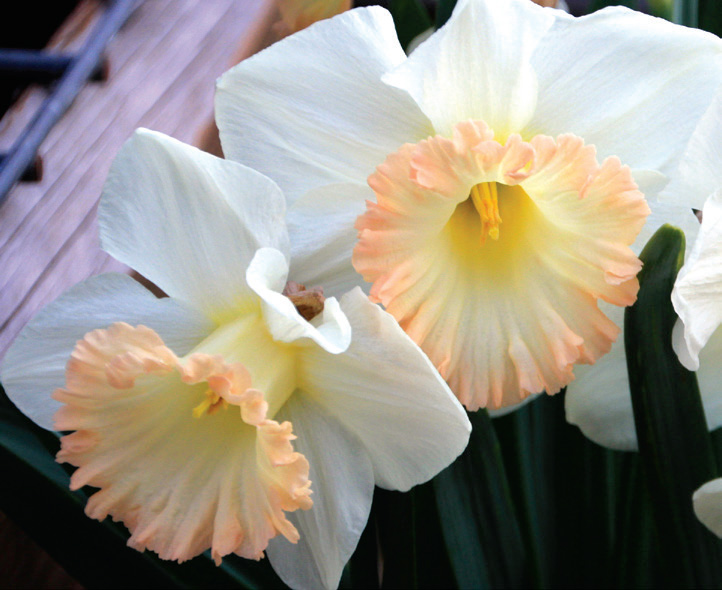 Narcissus - British Gamble - Brent & Becky's Bulbs