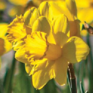 Division 1 - Trumpet