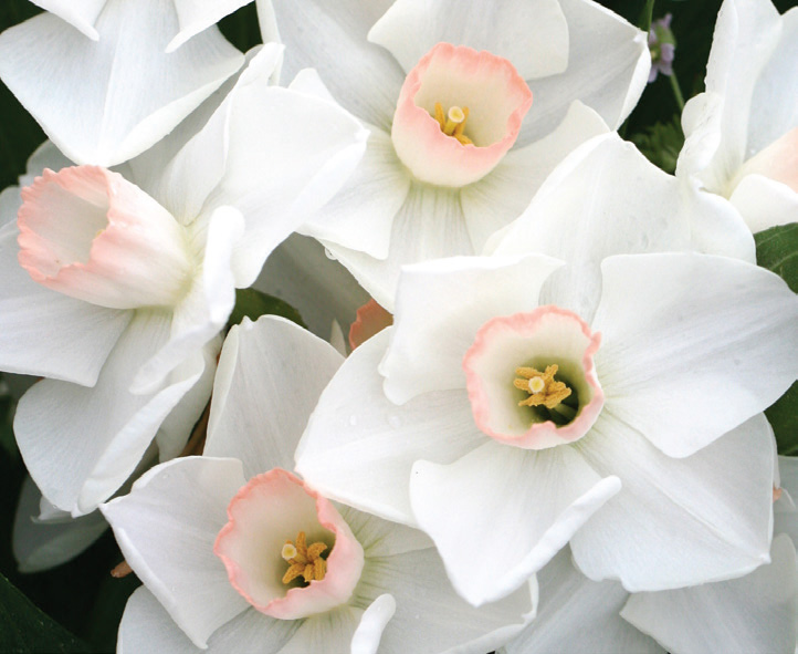 Narcissus - Lovely Lynden - Brent & Becky's Bulbs