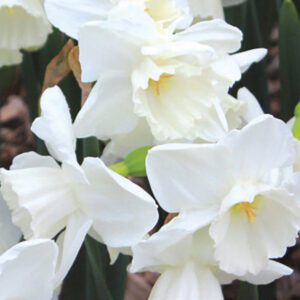 Division 5 - Triandrus