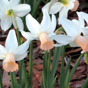 Division 6 - Cyclamineus