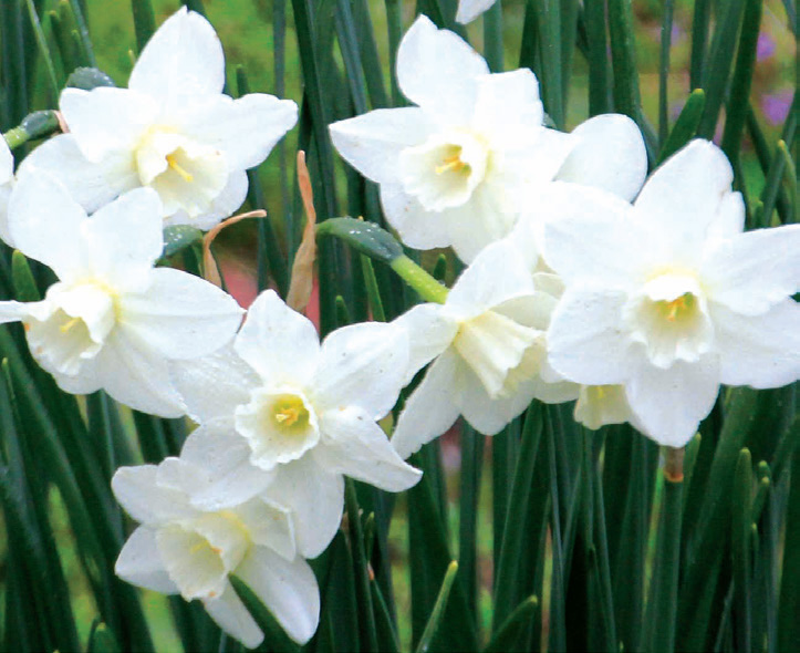 Narcissus Pueblo Brent & Becky's Bulbs