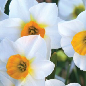 Division 7 - Jonquilla