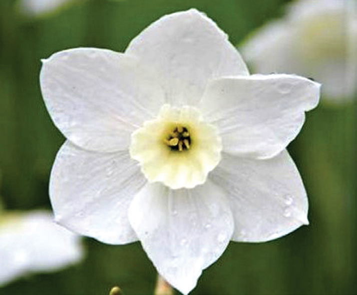 Narcissus - Dainty Miss - Brent & Becky's Bulbs
