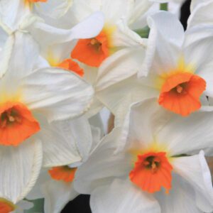 Division 8 - Tazetta