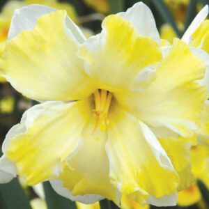 Division 11 - Split Corona