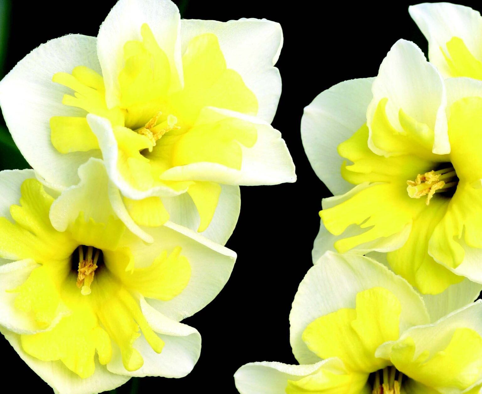 Narcissus - Smiling Twin - Brent & Becky's Bulbs
