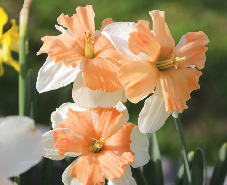 Narcissus - Electrus - Brent & Becky's Bulbs