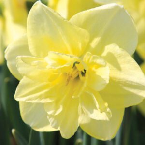 Division 11B - Papillon Daffodils