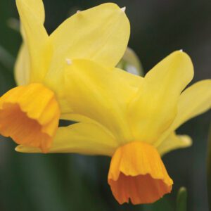 Division 12 - Other Daffodils