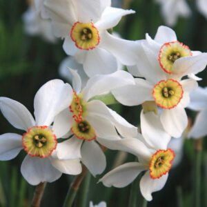 Division 13 - Distinguished Solely By Botanical Name