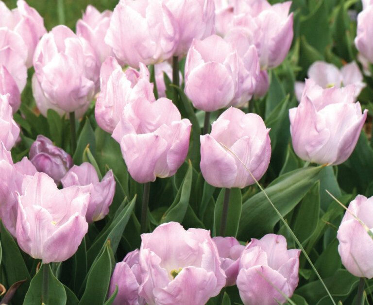 Tulipa - Candy Prince - Brent & Becky's Bulbs