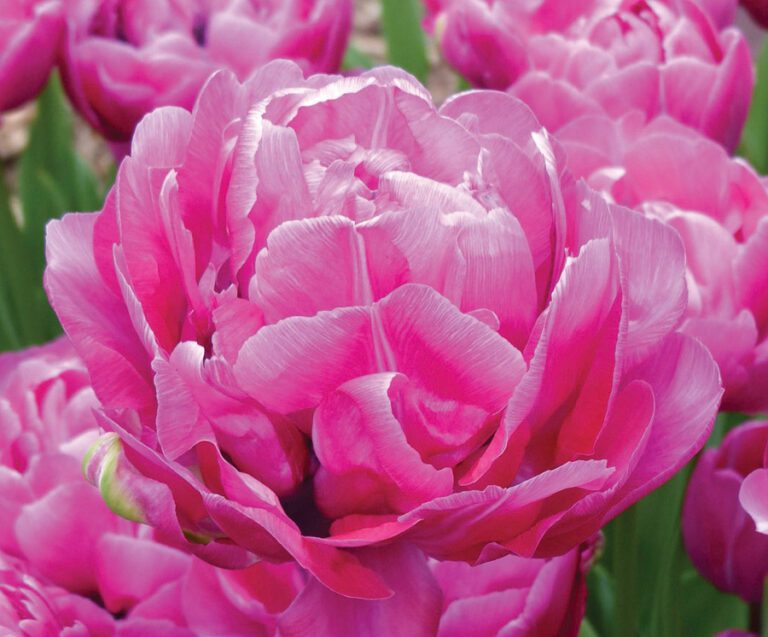 Tulipa - Amazing Grace - Brent & Becky's Bulbs