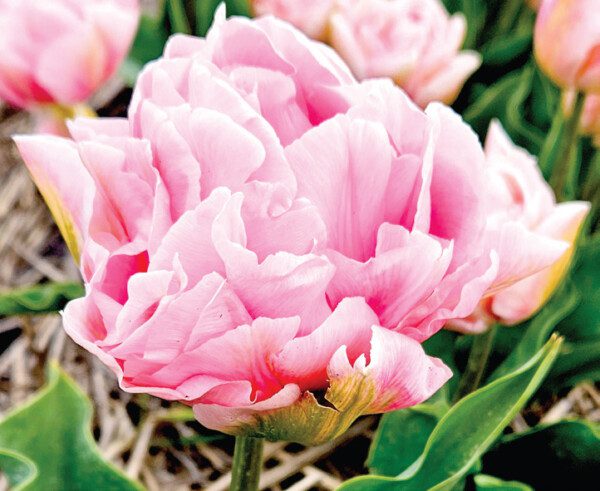 Tulip Dreamin' Shacket