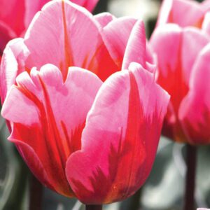 Triumph Tulips