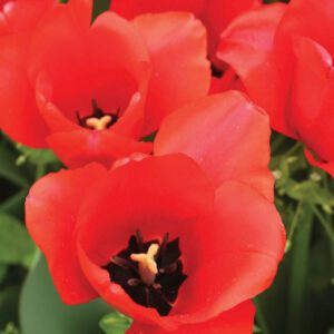 Darwin Hybrid Tulips