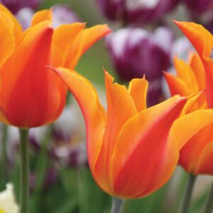 Lily-Flowered Tulips