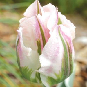 Viridiflora Tulips