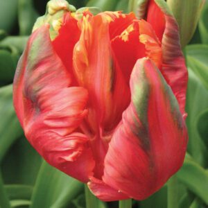 Parrot Tulips