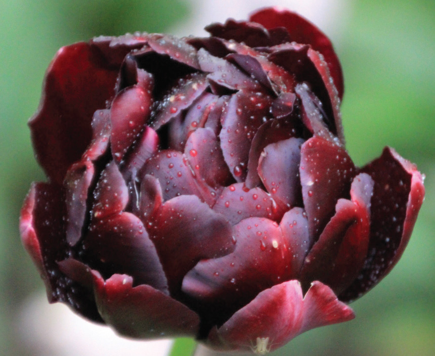 Tulipa - Black Hero® - Brent & Becky's Bulbs