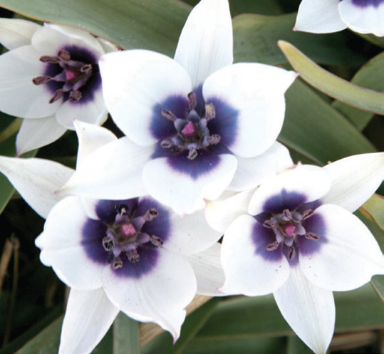 Tulipa - humilis 'Alba Coerulea Oculata' - Brent & Becky's Bulbs