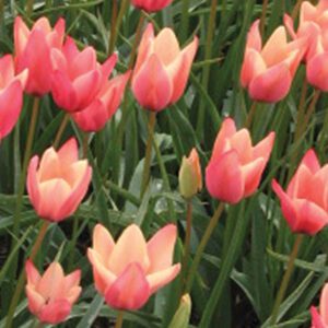 Miscellaneous Tulips