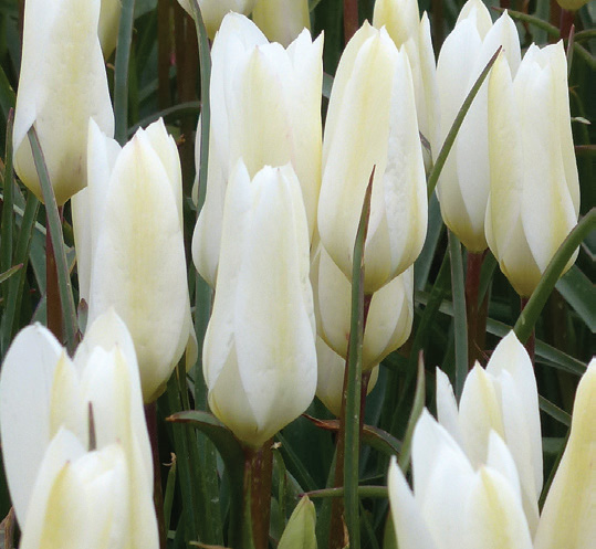 Tulipa - clusiana 'Sylvia' - Brent & Becky's Bulbs