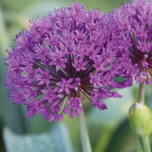 Allium
