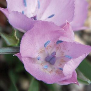 Calochortus
