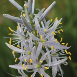 Camassia