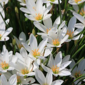 Zephyranthes