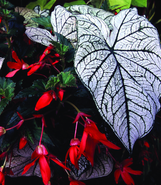 Dynamic Duo Brent & Becky's Bulbs