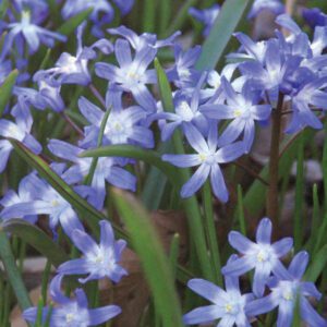 Chionodoxa