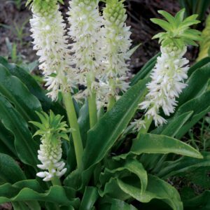 Eucomis