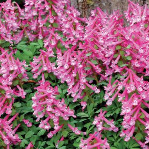 Corydalis