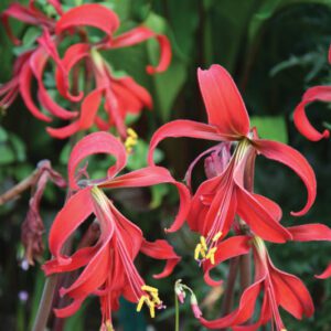 Sprekelia