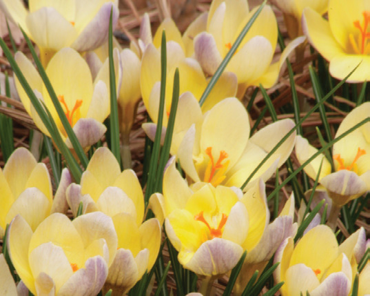 Crocus - chrysanthus 'Advance' - Brent & Becky's Bulbs
