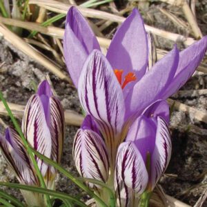 Crocus Spring Blooming