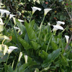 Zantedeschia