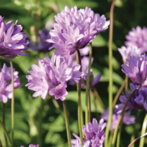 Dichelostemma