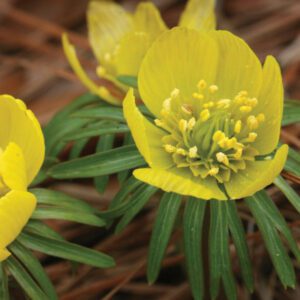 Eranthis