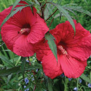 Hibiscus