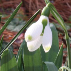 Galanthus