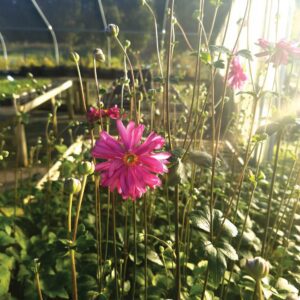 Anemone