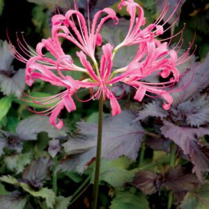 Nerine