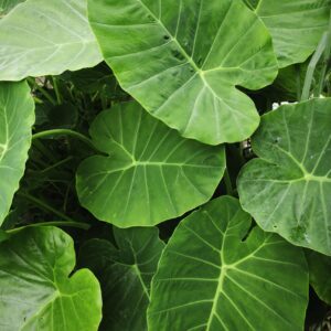 Colocasia