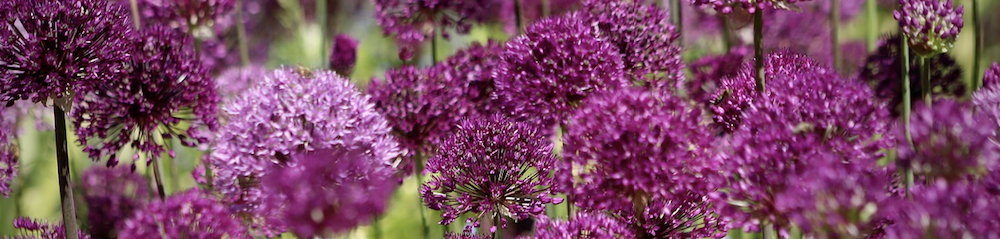 Alliums