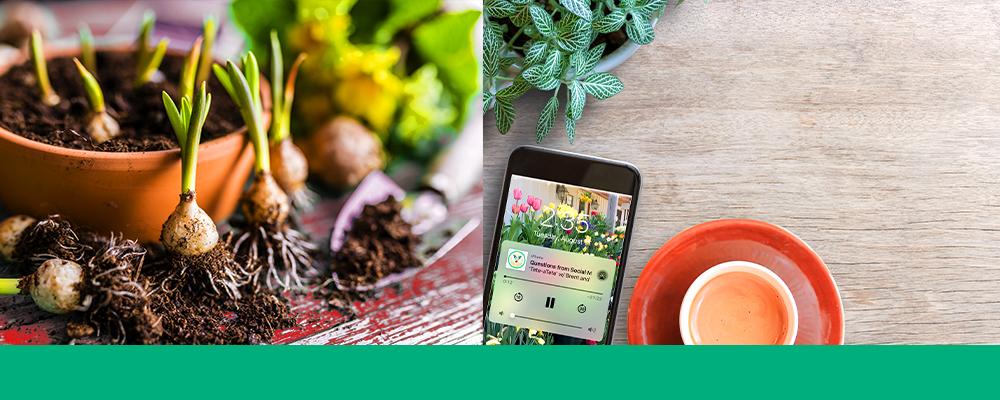 B&B-bulbs-podcast-april12-header