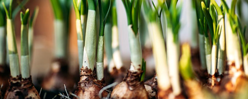 B&B-bulbs-podcast-april12-tulip-bulbs