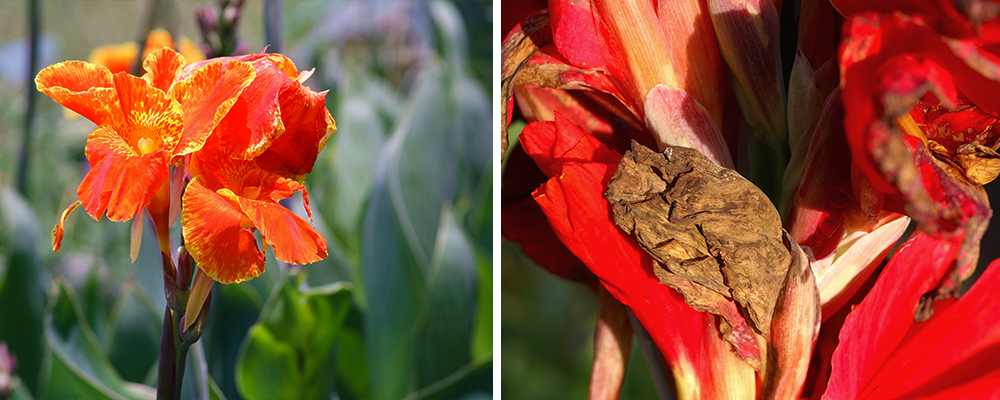 B&B canna lily fungus